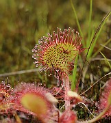 IMG_0584
