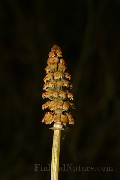 IMG_1013.JPG