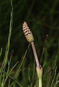 IMG_1006