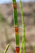IMG_1393