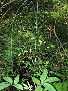 IMG_8847