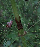 IMG_2599