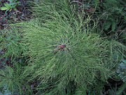 IMG_5330