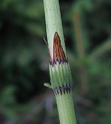 IMG_5331