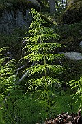 IMG_5496