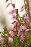 IMG_0545
