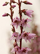 IMG_0551