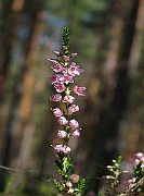 IMG_3453