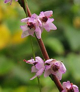 IMG_5089b