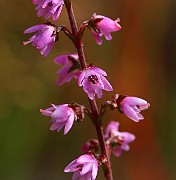 IMG_6554