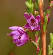 IMG_6557