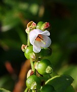 IMG_5978b