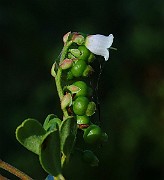 IMG_5980