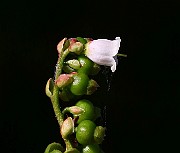 IMG_5981