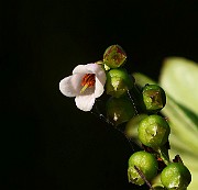 IMG_5982