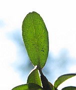 IMG_9187