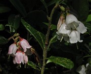 Vaccinim_vitis-idaea1