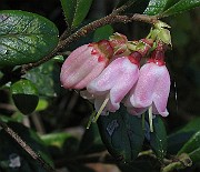 Vaccinim_vitis-idaea2