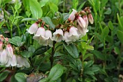Vaccinim_vitis-idaea3