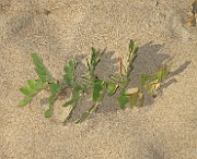 IMG_0038