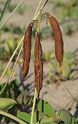 IMG_0044
