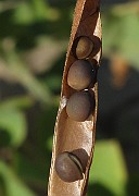 IMG_0045