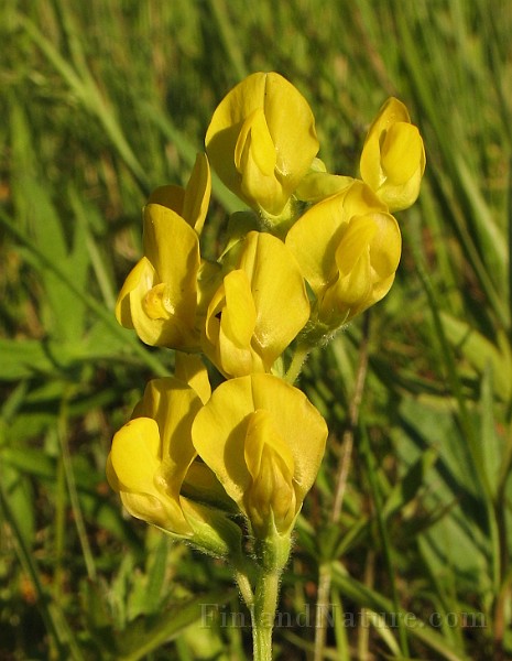 Lathyrus_pratensis3.jpg
