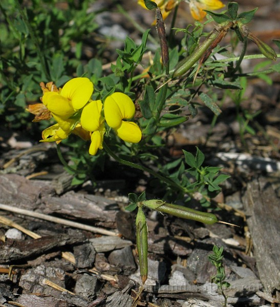 IMG_5590.jpg