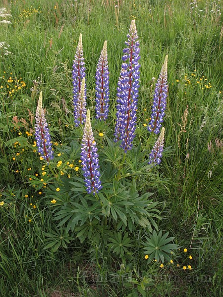 Lupinus_spp.jpg