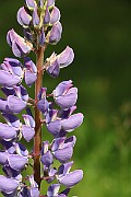 IMG_0366