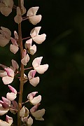 IMG_0367