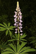 IMG_0369