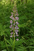 IMG_0370