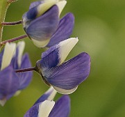 IMG_0374