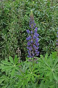 IMG_1736