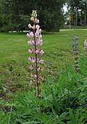 IMG_1737