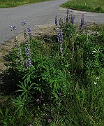 IMG_4441
