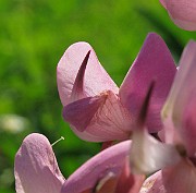 IMG_4464