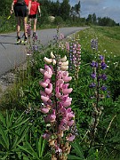 IMG_4465