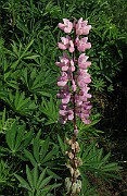 IMG_4466