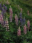 IMG_4468