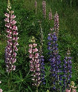 IMG_4468b