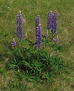 IMG_4471