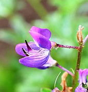IMG_6708