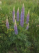 Lupinus_spp