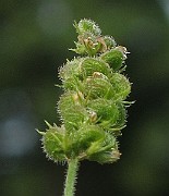 IMG_7388