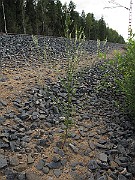 IMG_9378