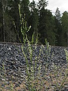 IMG_9381