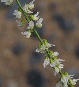 IMG_9384