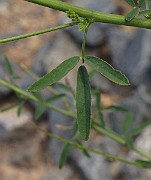 IMG_9387